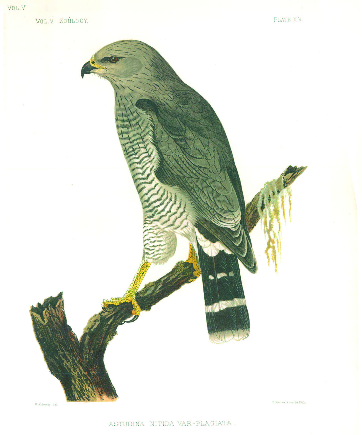 Sketch of a falcon on a brach